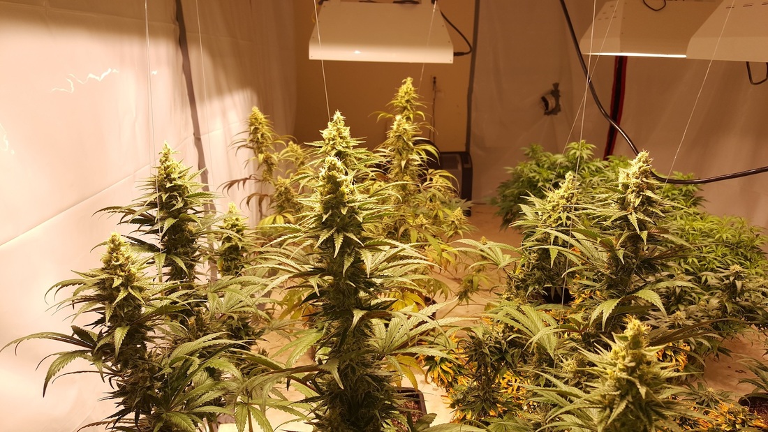 marijuana flowers indoor