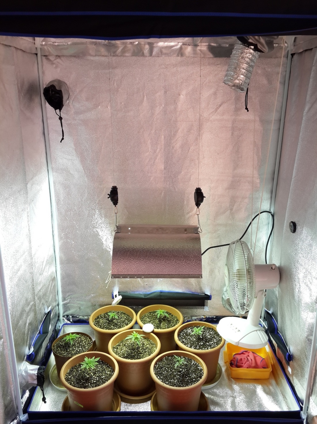 grow tent with 7 small marijuana plants